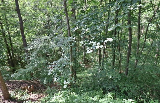 Rendeux Forest View Retreat - Foto 24