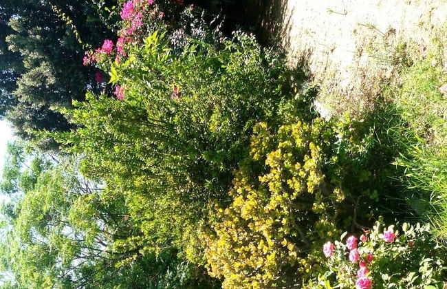 Foximanna on the North Floor in a Villa Surrounded by Greenery Facing the sea - Foto 53
