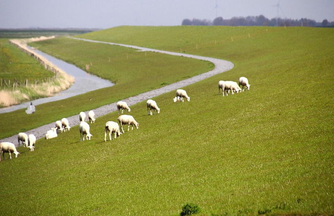 Ferienhaus Albatros in Nessmersiel - Photo 16
