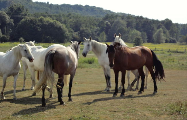 Kerca Bio Farm - Foto 53