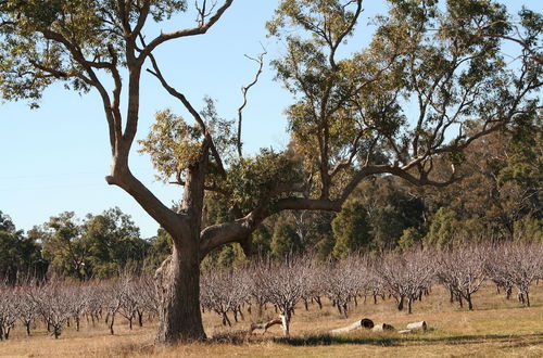 Foto 19 - The Farmhouse at Blue Wren Wines