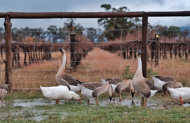 The Farmhouse at Blue Wren Wines - Foto 14