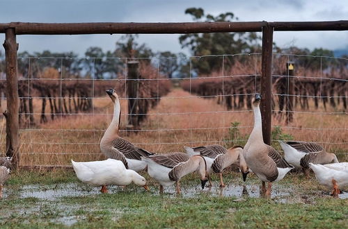 Foto 14 - The Farmhouse at Blue Wren Wines