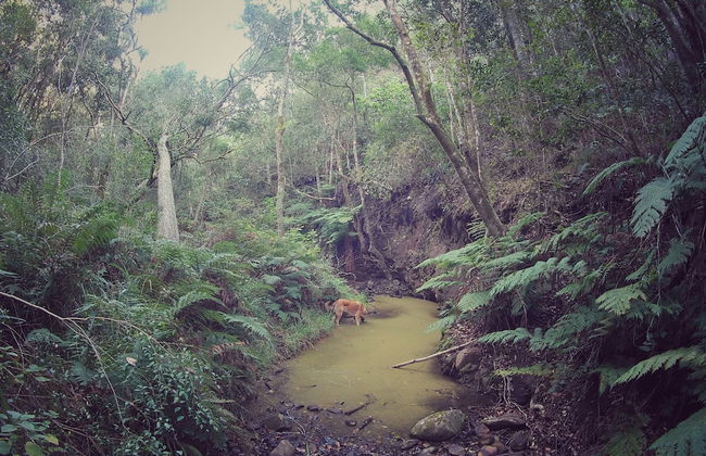 Woodlands Self Catering, Knysna - Foto 36