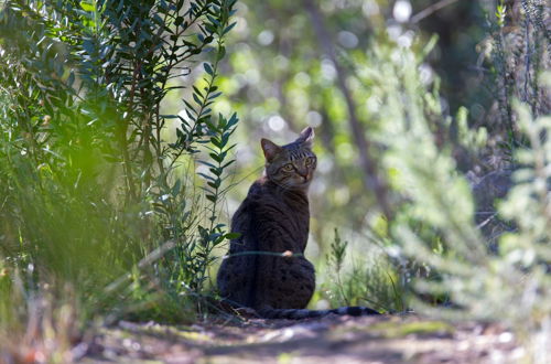 Photo 25 - Woodlands Self Catering, Knysna