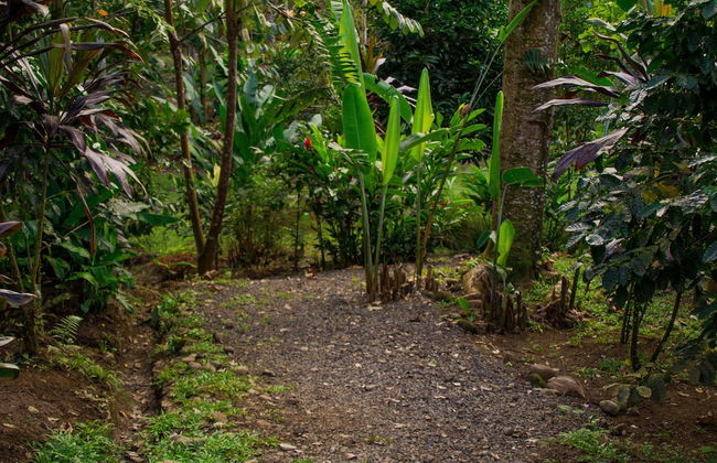 Eden Organic Farm & Bungalows - Foto 5