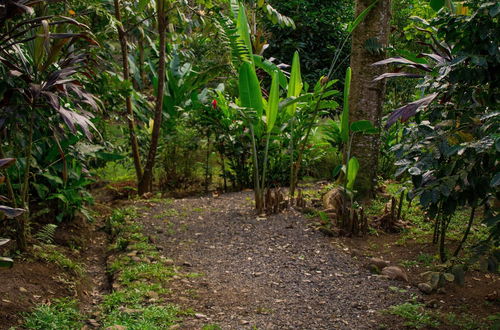 Photo 5 - Eden Organic Farm & Bungalows