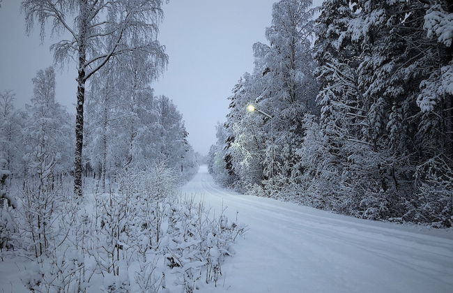 Vildmarks Lodge - Foto 56