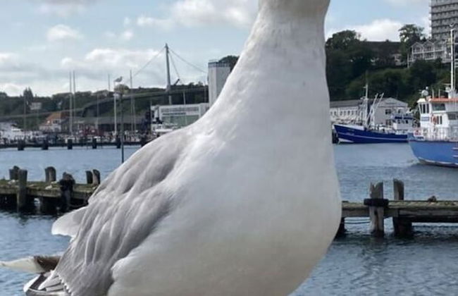 Holiday House Beach Rider - Photo 21