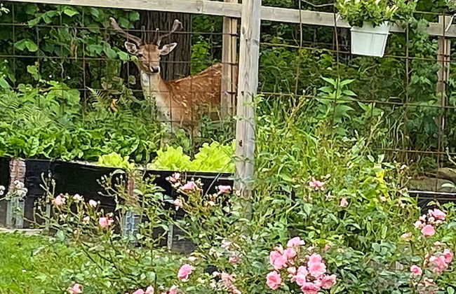 6 Person Holiday Home in Hallekis - Photo 28