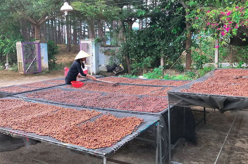 Foto 27 - Midori Coffee Farm