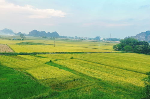 Photo 38 - Trang An Ao dai Homestay