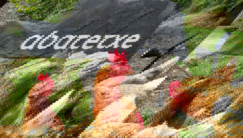 Image principale