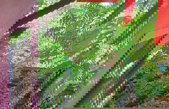 peaceland farmstay - Foto 76