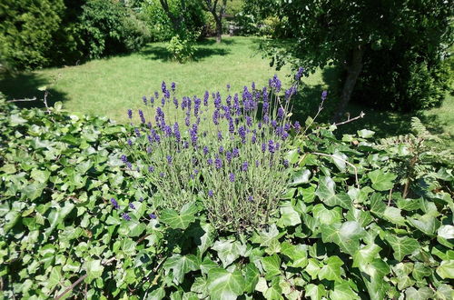 Photo 36 - Apartment in Langewiese Sauerland With Garden