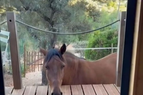 Photo 11 - Tiny House & Horses Hébergement Atypique à Loulé