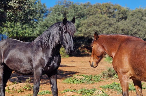 Photo 10 - Tiny House & Horses Hébergement Atypique à Loulé