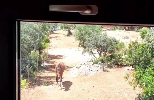 Tiny House & Horses Hébergement Atypique à Loulé - Foto 14