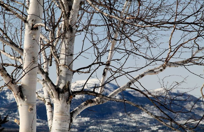 Les Trois Mentors Ghandi, Mandela, Luther King - Foto 16