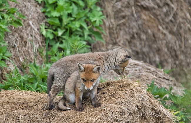 Doppelhaushaelfte in Hasselfelde - Foto 13