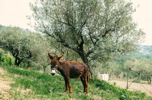 Photo 31 - Country House Villa Nigro