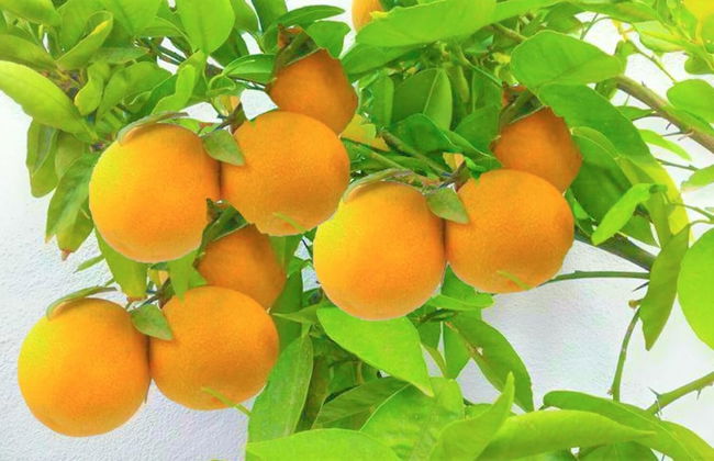 Hacienda Sol - Foto 45