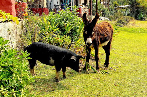 Photo 35 - Casa LUNAH Cabalgatas y Meditación