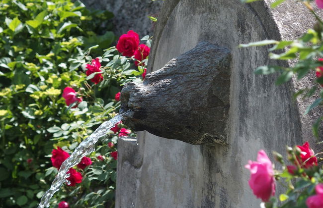 Roseto del Drago - Foto 9