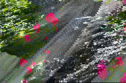 Photo 9 - Roseto del Drago