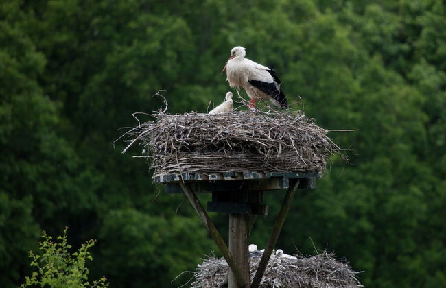 Charming Lodge in Staphorst With Pool Access - Photo 26