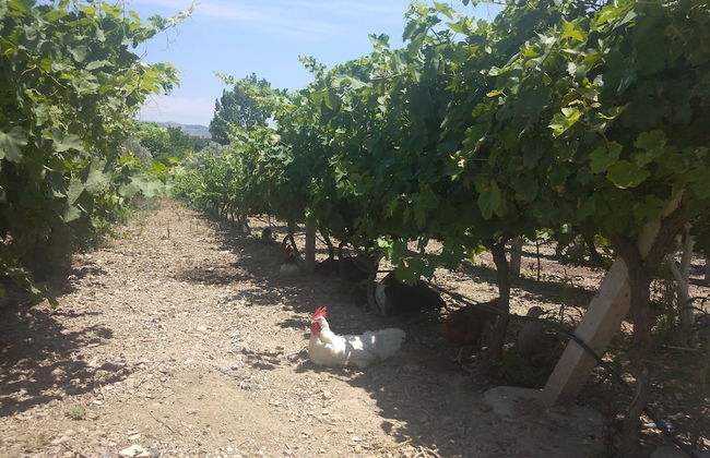 Akarca Bag Evleri - Foto 21