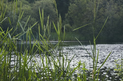 Photo 16 - Mushroom Yurt set in 4 Acres of Woodland and Lakes