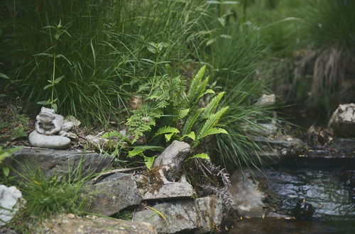 Photo 21 - Mushroom Yurt set in 4 Acres of Woodland and Lakes