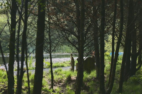 Foto 27 - Mushroom Yurt set in 4 Acres of Woodland and Lakes