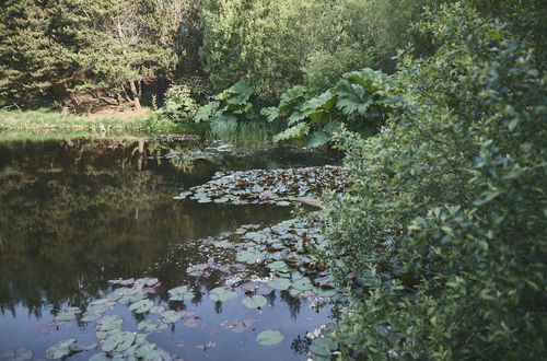 Photo 26 - Mushroom Yurt set in 4 Acres of Woodland and Lakes