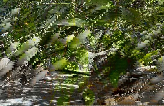 Paradise Bay - Photo 59