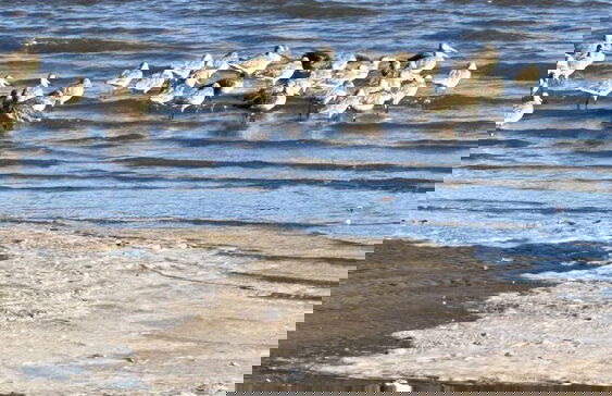 Paradise Bay - Photo 52