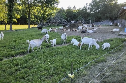 Foto 28 - Unique Creekside Escape - Enjoy 300+ Goats