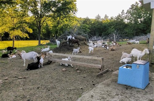 Foto 15 - Unique Creekside Escape - Enjoy 300+ Goats