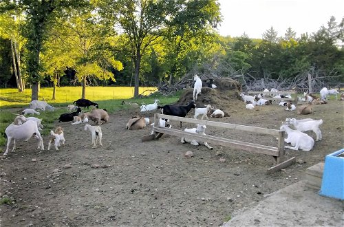 Foto 23 - Unique Creekside Escape - Enjoy 300+ Goats