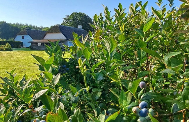 Schellerup Gård - Foto 47