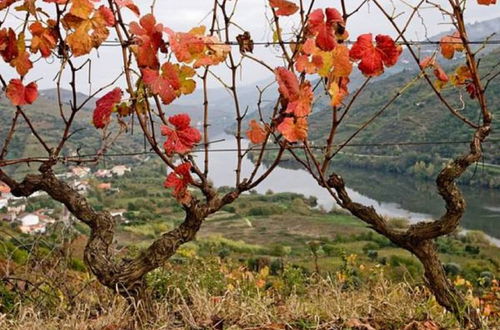 Photo 39 - Sobreiros's Villa in Douro Valley