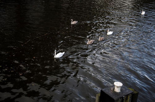 Photo 6 - SWEETS - Kattenslootbrug