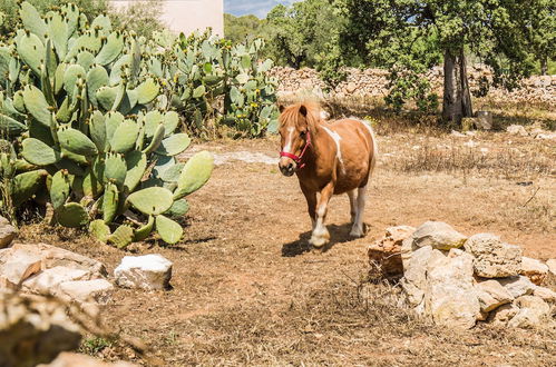 Photo 80 - Finca Agroturismo Sa Cova den Borino