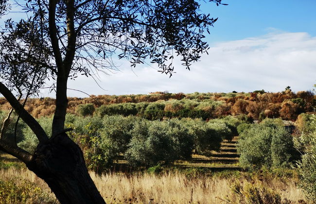 la corte degli ulivi - Foto 65