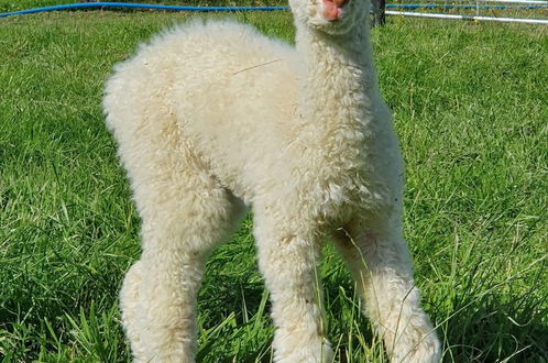 Photo 35 - Dartmoor Reach Alpaca Farm