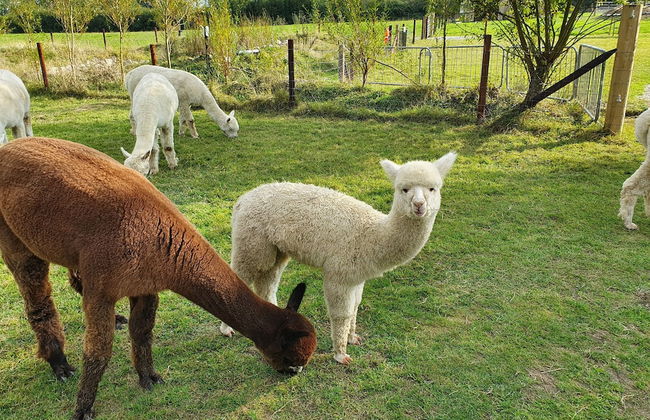 Dartmoor Reach Alpaca Farm - Foto 80