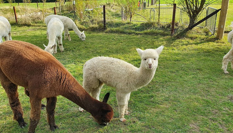 Foto 1 - Dartmoor Reach Alpaca Farm