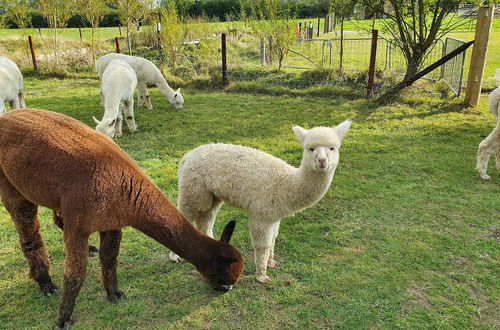 Foto 1 - Dartmoor Reach Alpaca Farm