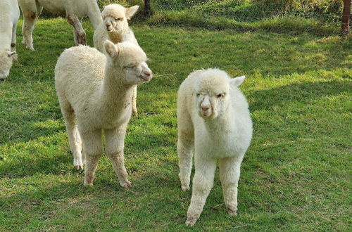 Photo 78 - Dartmoor Reach Alpaca Farm